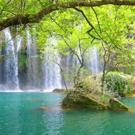 Home アランヤ